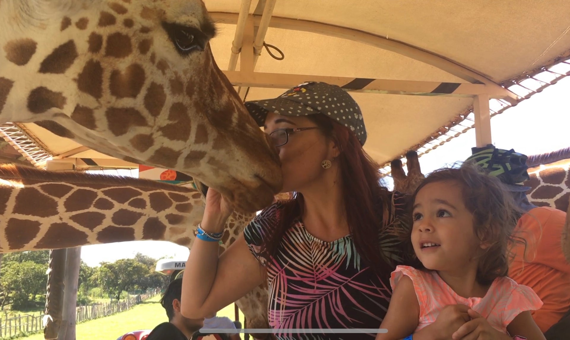 Load video: Dream come true: Kissing Giraffes